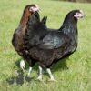 Hybrid Black Rhode Rock Chicken