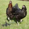 Hybrid Black Rhode Rock Chicken