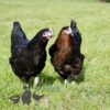 Hybrid Black Rhode Rock Chicken