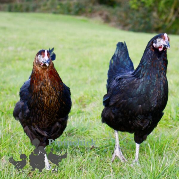 Hybrid Black Rhode Rock Chicken