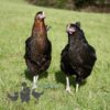 Hybrid Black Rhode Rock Chicken