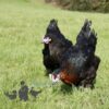 Hybrid Black Rhode Rock Chicken