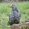 Bantam Laced Wyandotte Chicken Silver