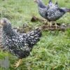 Bantam Laced Wyandotte Chicken Silver