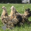 Bantam Sablepoot Lemon Millefleur ​