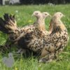 Bantam Sablepoot Lemon Millefleur ​