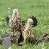 Bantam Sablepoot Lemon Millefleur ​