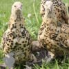 The Garden Bantams Flock