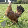 Bantam Sablepoot Millefleur ​