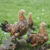 Bantam Sablepoot Millefleur ​