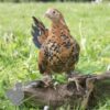 Bantam Sablepoot Millefleur ​