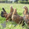 Bantam Sablepoot Millefleur ​