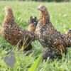 Bantam Sablepoot Millefleur ​