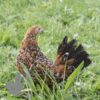 Bantam Sablepoot Millefleur ​