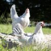 Bantam Sablepoot Porcelain ​