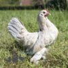Bantam Sablepoot Porcelain ​