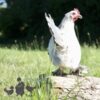 Bantam Sablepoot Porcelain ​