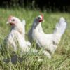 Bantam Sablepoot Porcelain ​