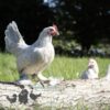 Bantam Sablepoot Porcelain ​