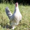Bantam Sablepoot Porcelain ​