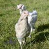 Hybrid Sapphire Emerald Chicken White Speckle