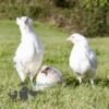 Hybrid Sapphire Emerald Chicken White Speckle