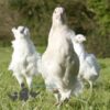 Hybrid Sapphire Emerald Chicken White Speckle