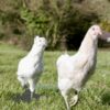Hybrid Sapphire Emerald Chicken White Speckle