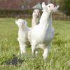 Hybrid Sapphire Emerald Chicken White Speckle