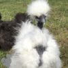 Showgirl Silkie Chicken White