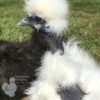 Showgirl Silkie Chicken White
