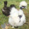 Showgirl Silkie Chicken White