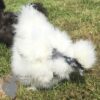 Showgirl Silkie Chicken White