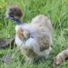 Showgirl Silkie Chicken Porcelain