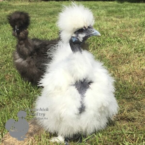 Showgirl Silkie Chicken White