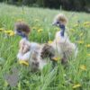 Showgirl Silkie Chicken Porcelain