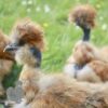 Showgirl Silkie Chicken Gold