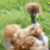 Showgirl Silkie Chicken Gold