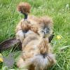 Showgirl Silkie Chicken Gold