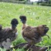 Showgirl Chicken Gold Partridge