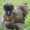 Showgirl Chicken Gold Partridge