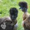 Showgirl Chicken Gold Partridge