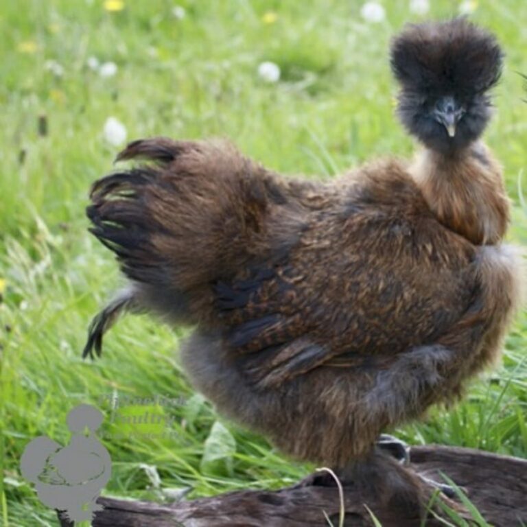 Showgirl Silkies for Sale | Buy Show Girl Silkie Chickens Online | UK
