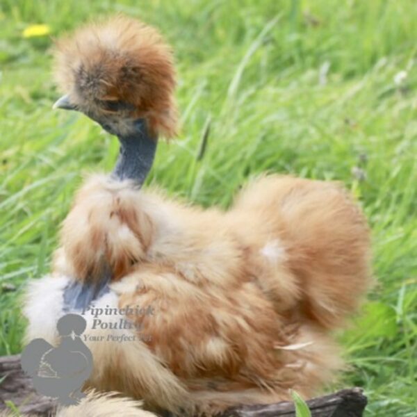 Showgirl Silkie Chicken Gold