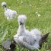 Showgirl Silkie Chicken Lavender