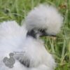 Showgirl Silkie Chicken Lavender