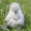Showgirl Silkie Chicken Lavender
