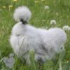 Showgirl Silkie Chicken Lavender
