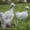 Showgirl Silkie Chicken Lavender
