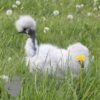 Showgirl Silkie Chicken Lavender